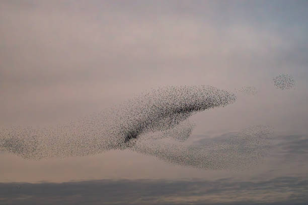 istock Starling murmuration during sunset at the end of the day 2182814419