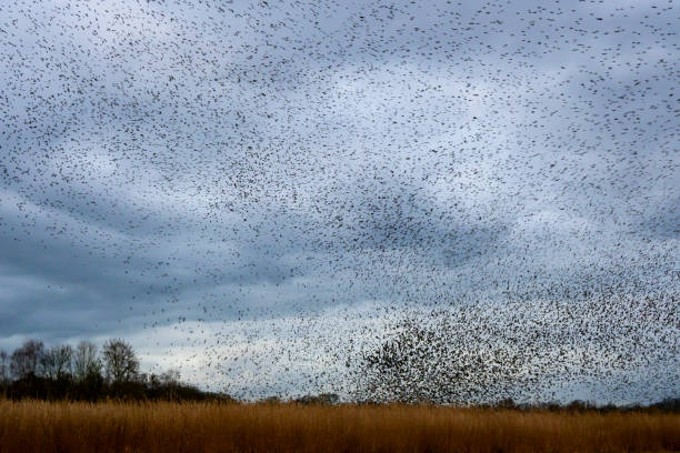 istock Starling murmuration during sunset at the end of the day 2182814448
