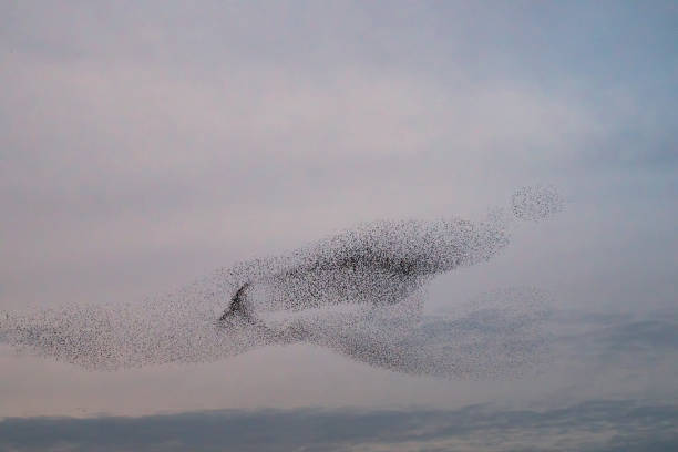 istock Starling murmuration during sunset at the end of the day 2182814524