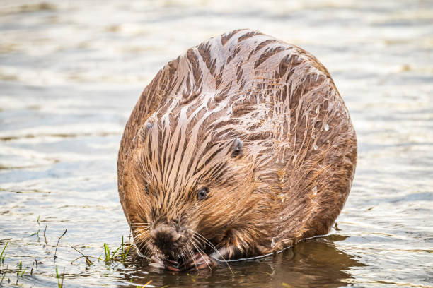 istock Beaver in the wild feeding and cleaing its fur 2182814585