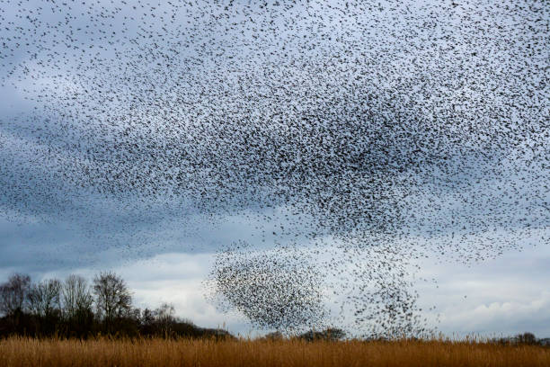 istock Starling murmuration during sunset at the end of the day 2182814641
