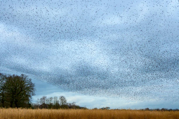 istock Starling murmuration during sunset at the end of the day 2182814648