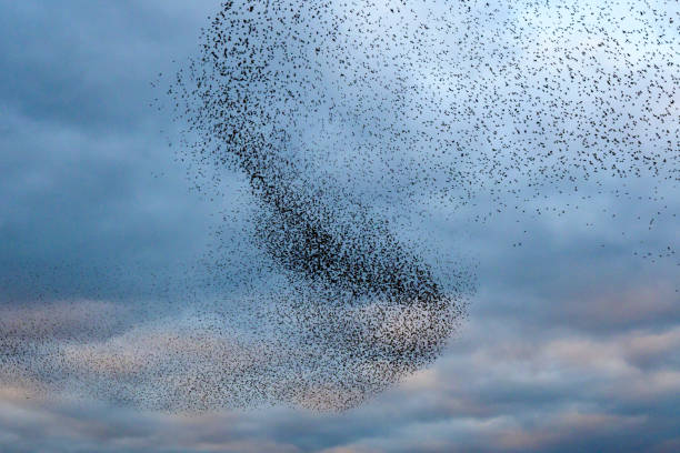 istock Starling murmuration during sunset at the end of the day 2182814657