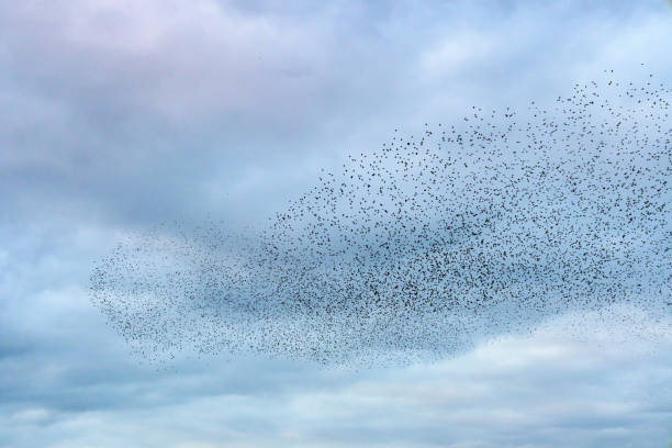 istock Starling murmuration during sunset at the end of the day 2182814679