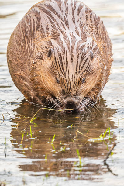 istock Beaver in the wild feeding and cleaing its fur 2182814691