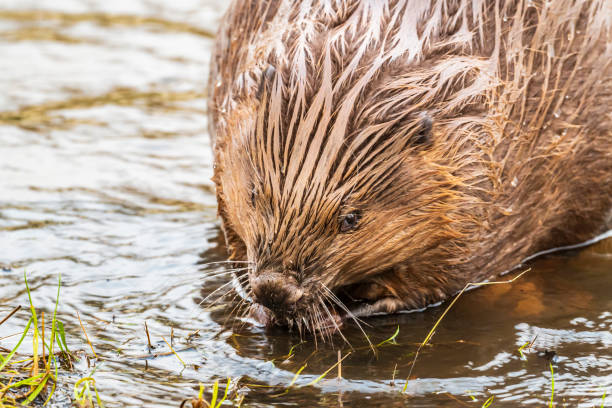 istock Beaver in the wild feeding and cleaing its fur 2182814730