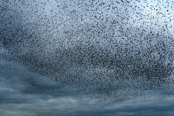 Starling birds murmuration in an cloudy sky during a calm sunset at the end of the day. Huge groups of starlings (Sturnidae) in the sky that move in shape-shifting clouds before the night.