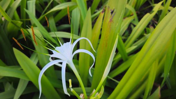 istock Spider lily flower blooms amidst its long, strap-like leaves 2182817659