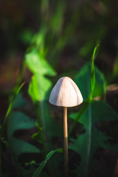 Single mushroom between green leaves in the autumn forest, vertical