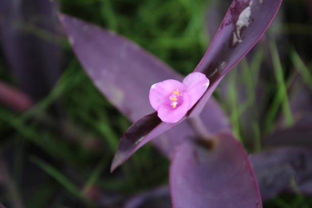 istock Purple Heart Flower 2182818675