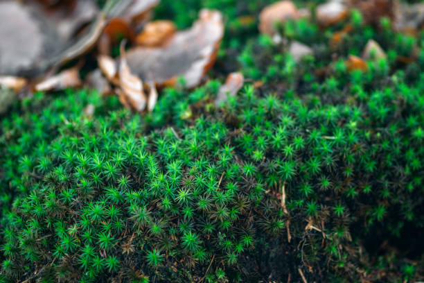 Closeup macro shot of Common haircap moss in New Forest, Hampshire, UK