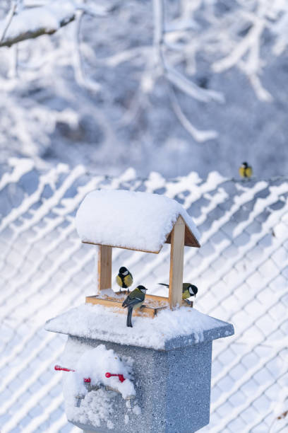 istock Wooden feeder for birds in winter. Snow covered trees. Back yard. 2182823651