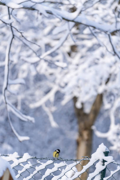 Small sparrow on the snow cowered  fence. Snow covered trees.