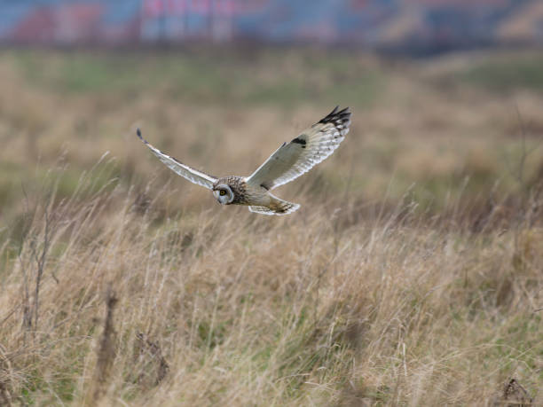 istock Short-eared owl, Asio flammeus 2182825109