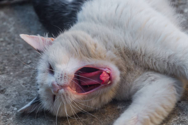Fluffy white cat is yawning while sitting on floor in domestic room.