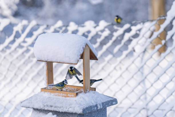 istock Wooden feeder for birds in winter. Snow covered trees. Back yard. 2182828551