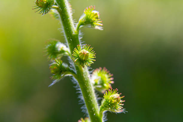 Common agrimony seeds, Latin name Agrimonia eupatoria.