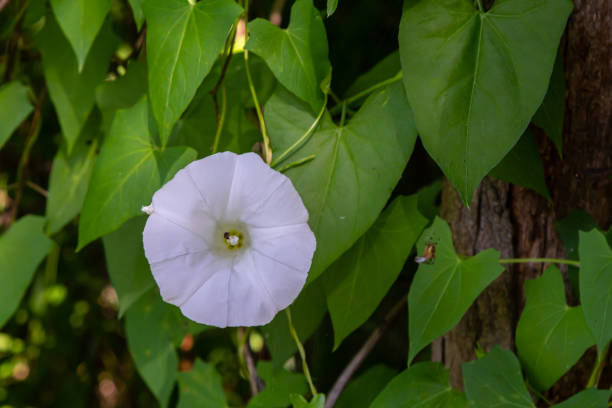 Field bindweed or Convolvulus arvensis European bindweed Creeping Jenny Possession vine herbaceous perennial plant with open and closed white flowers surrounded with dense green leaves.