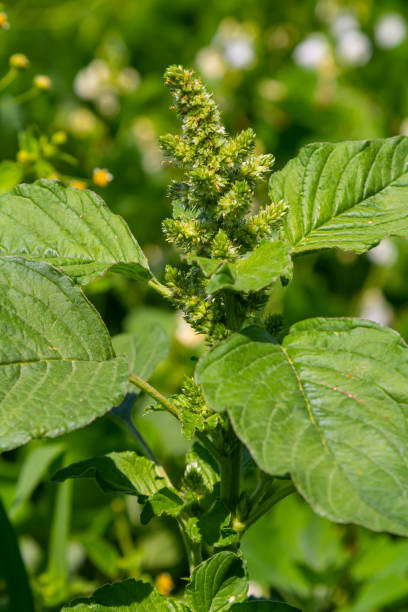 istock Amaranthus retroflexus, true to one of its common names, forms a tumbleweed. It may be native to the Neotropics or Central and Eastern North America. This plant is eaten as a vegetable in different 2182829653