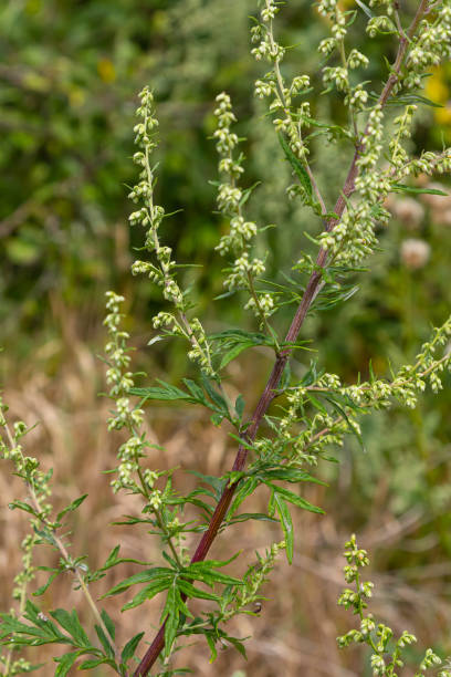 istock Artemisia vulgaris common mugwort allergen flowering 2182829773