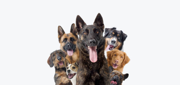 istock Group of happy dogs looking at camera 2182829820