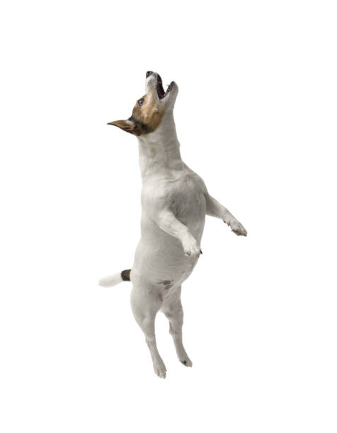 istock Cute small dog Jack Russell terrier on white background 2182829898
