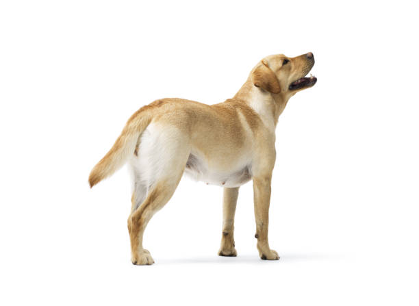 istock Portrait of Labrador Retriever standing on white background 2182830857