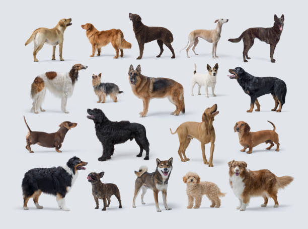 istock Collection of dog portraits on white background 2182831270