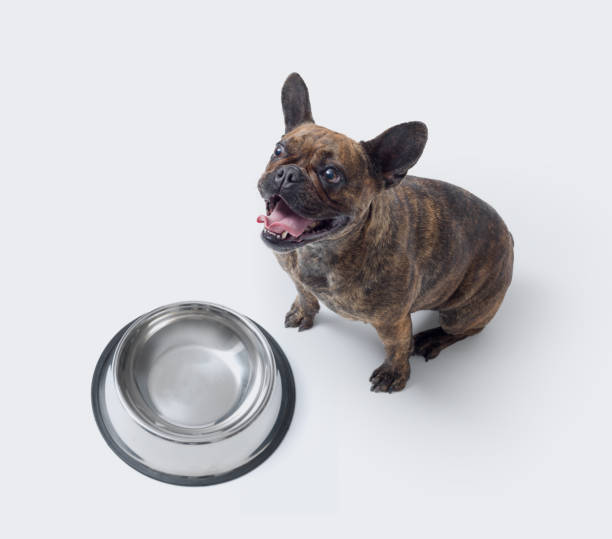istock Hungry French Bulldog posing next to an empty bowl 2182831337