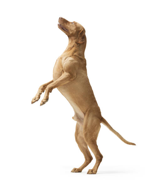 istock Dog hungarian Vizsla isolated on white background 2182831830