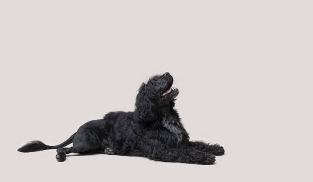 istock Relaxed large dog lying down 2182831860