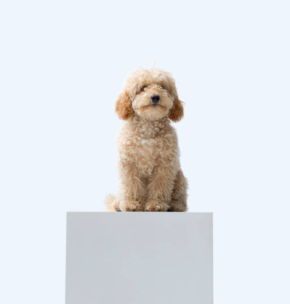 istock Happy confident Poodle sitting on a pedestal 2182831889