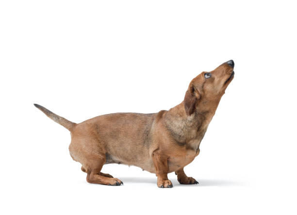 istock Portrait of a Dachshund looking up 2182832005