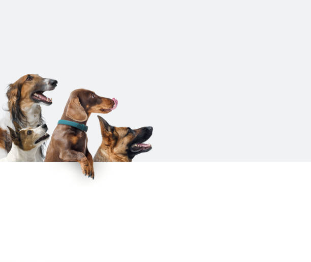 istock Group of different dogs showing a blank sign 2182832092