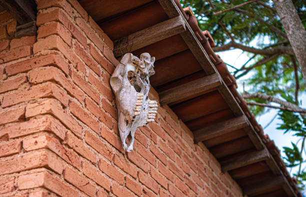 Bull skull hanging on a brick wall in a farmhouse.