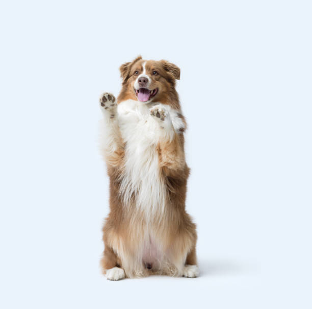 istock Cute dog standing on its hind legs 2182832279