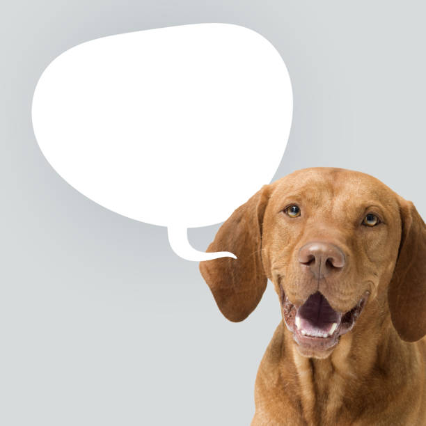 istock Cute dog talking and blank speech balloon 2182832395