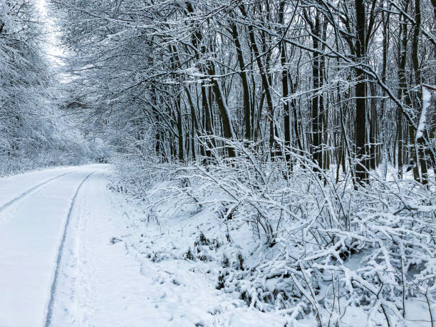 istock Snowy forest road with winter snowy trees. 2182832421