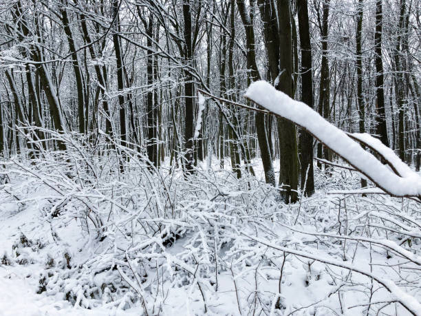 A calm snowy road through the forest, trees covered with a thick layer of snow, create a peaceful winter scene on a calm cloudy day. Perfect for seasonal designs, nature backgrounds or winter-themed compositions.