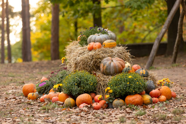 istock Pumpkin exhibition in garden on sunset in Czech 2182832993