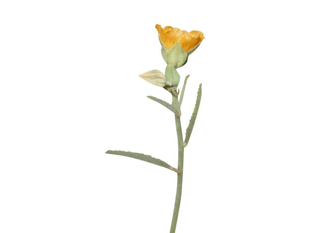 istock Sida or fanpetals plant with flower 2182833348