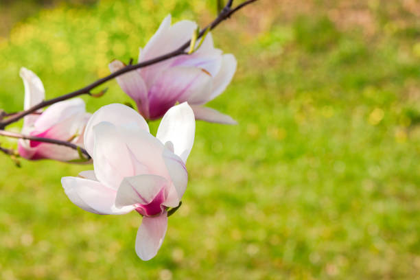 magnolia soulangeana tree blooming. botanical garden. closeup nature background in spring. backlit scenery on a sunny day in april. hybrid plant