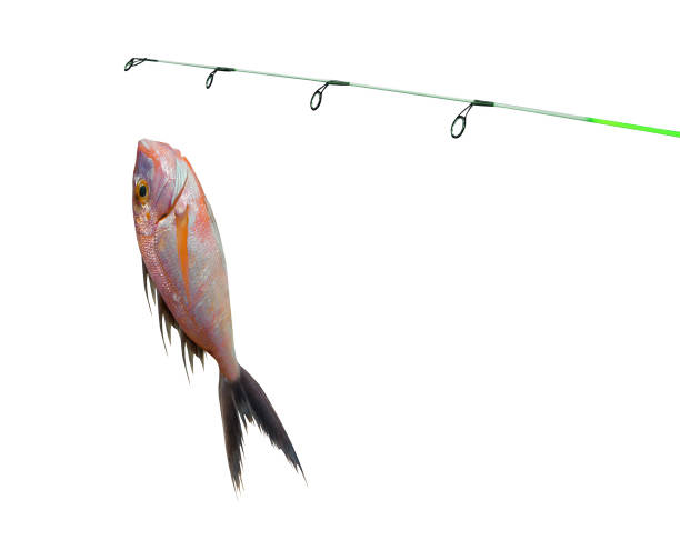 istock fish on fishing-rod 2182834703