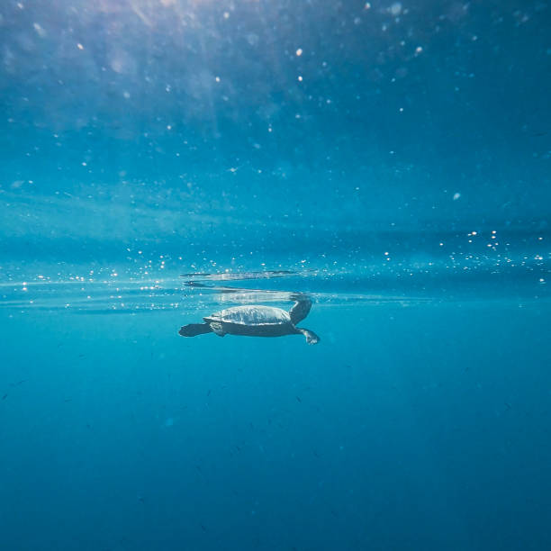 istock Hawksbill turtle taking breath on the ocean surface 2182835356