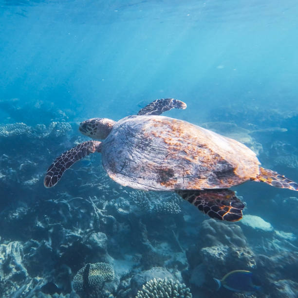 istock Hawksbill turtle swimming over coral reef 2182835378