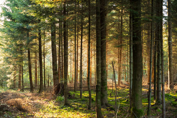 istock Autumn forest scene with late evening sunlight glowing through the colored trees and foliage 2182836247