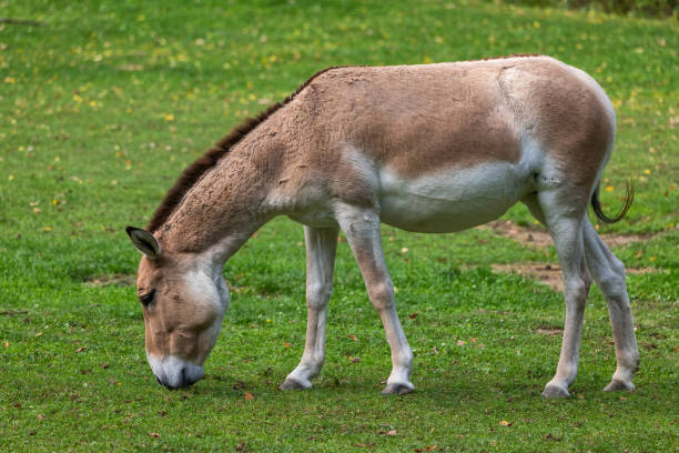 istock Transcaspian Wild Ass Equus Hemionus Kulan 2182839385