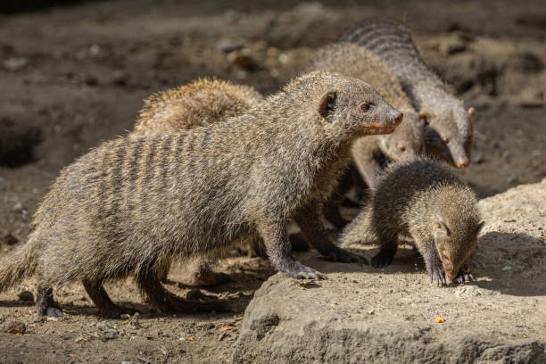 istock Banded Mongoose, group with baby, Mungos mungo 2182839682