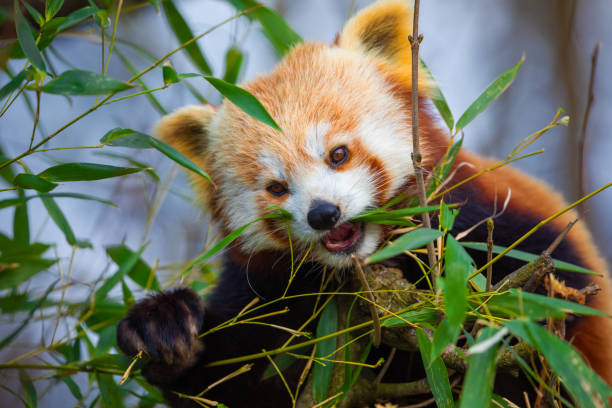 istock red panda Ailurus fulgens, lesser panda, is a small mammal 2182840304