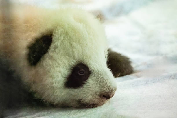 Sweet female Panda, Fu Bao, Eating bamboo Leaves , South Korea